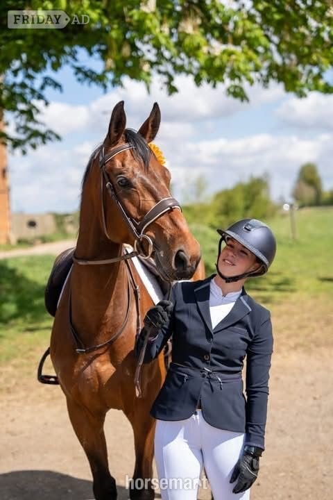 "Joey" Bay Gelding All Rounder in Cambridge