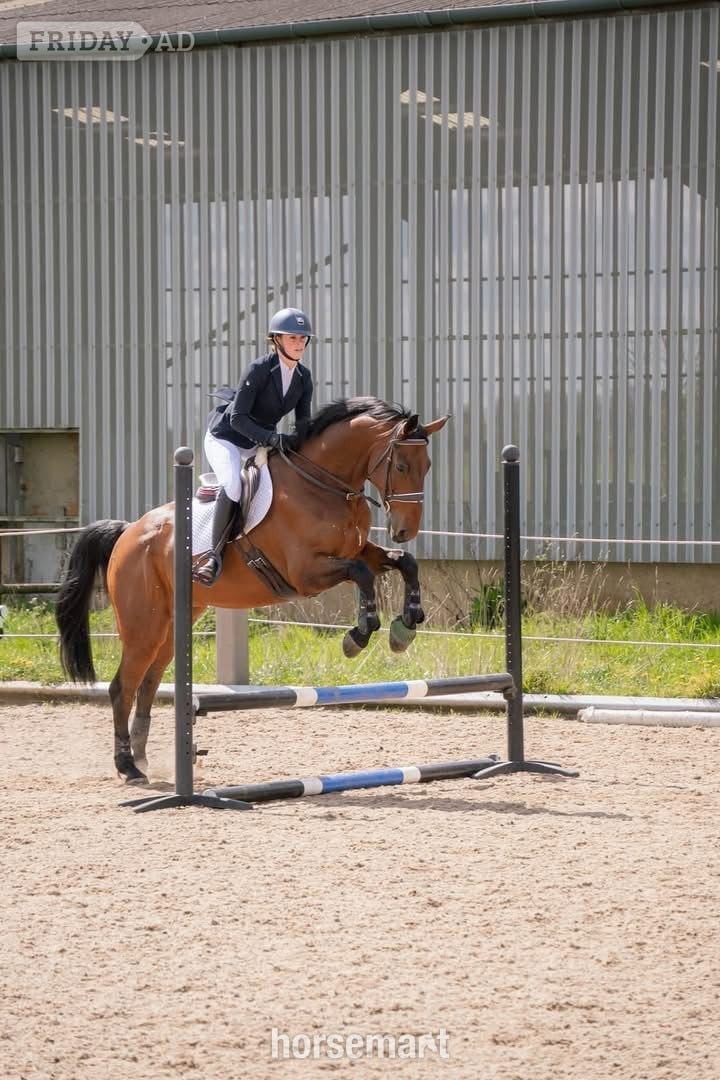 "Joey" Bay Gelding All Rounder