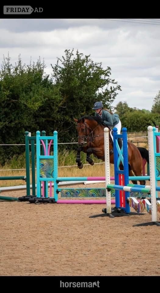 Cambridge "Joey" Bay Gelding All Rounder