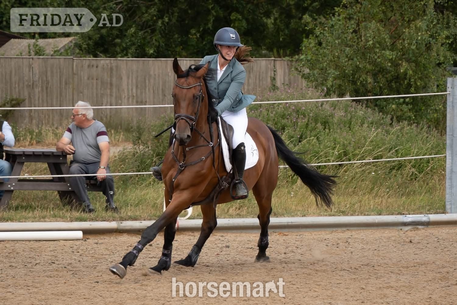 "Joey" Bay Gelding All Rounder - Horses in Cambridge