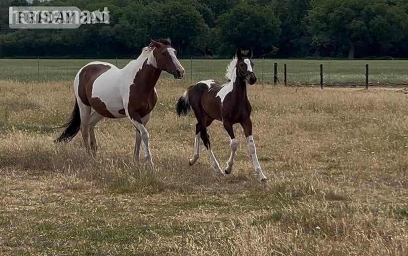 "Unnamed" Skewbald Colt Youngstock / Foal in Reading