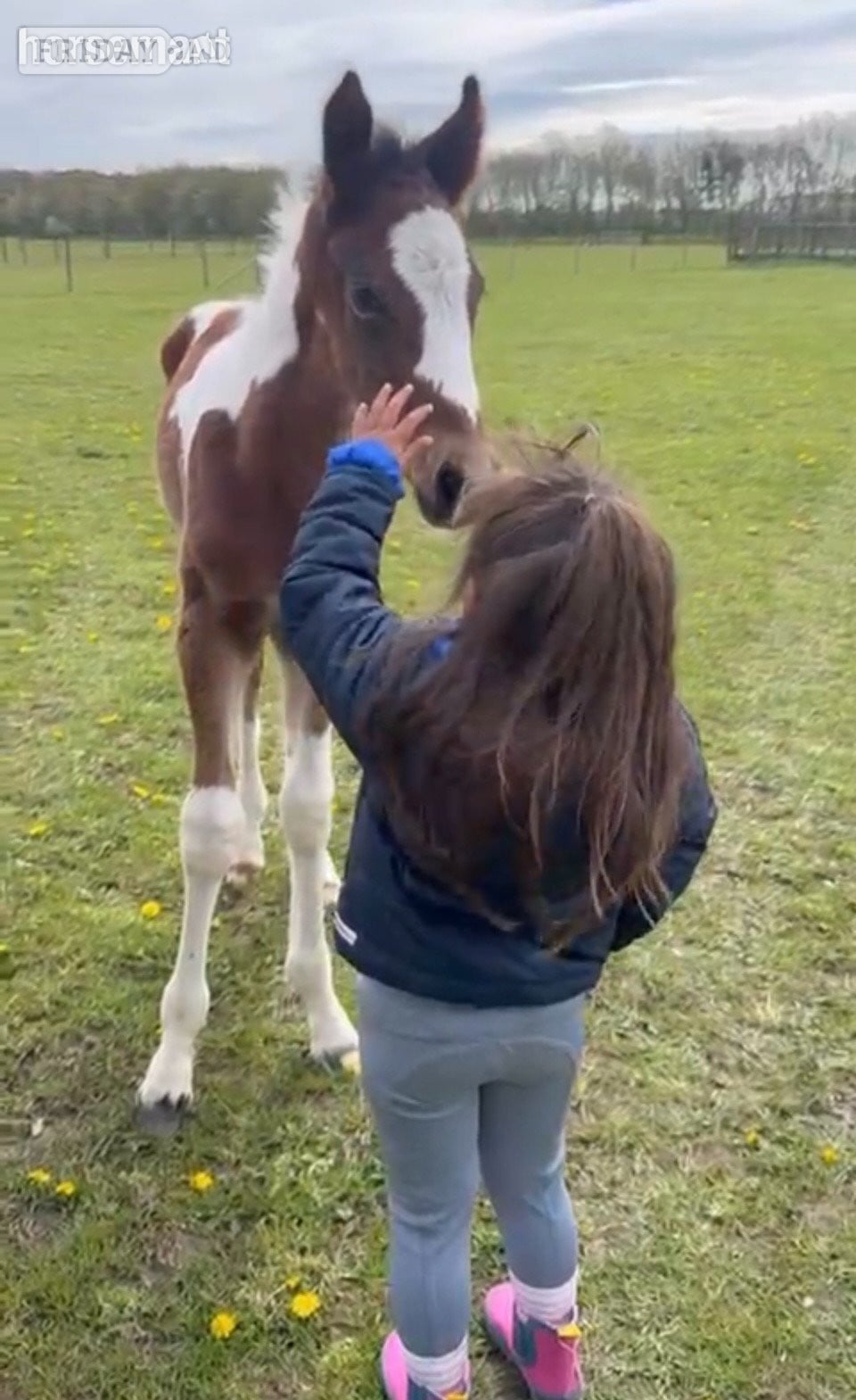 "Unnamed" Skewbald Colt Youngstock / Foal