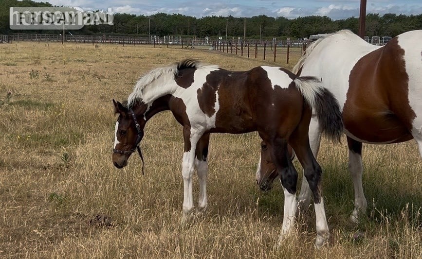 Reading "Unnamed" Skewbald Colt Youngstock / Foal