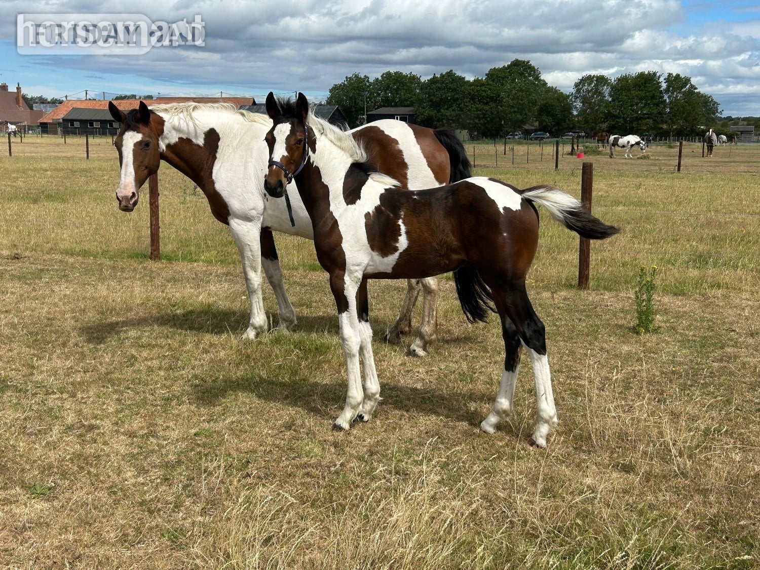 "Unnamed" Skewbald Colt Youngstock / Foal - Horses in Reading