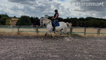 "Monty " Dapple Grey Gelding All Rounder