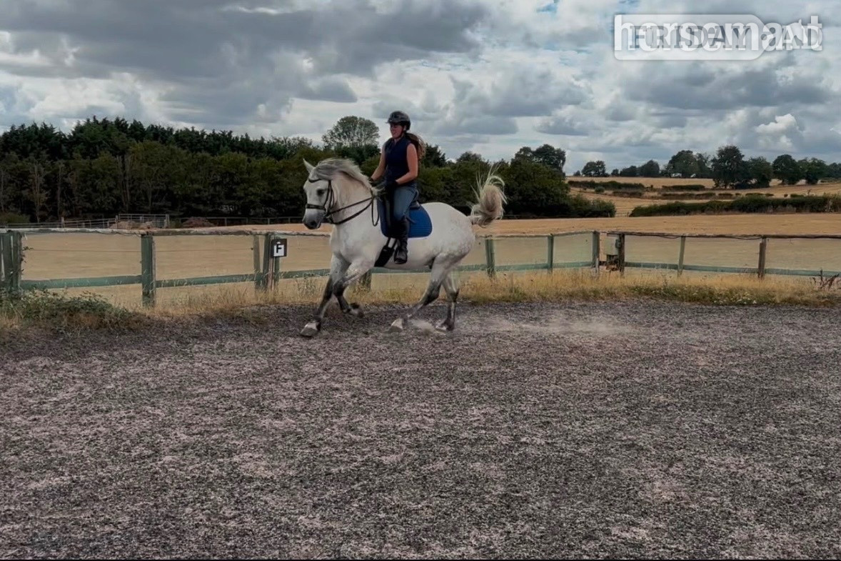 "Monty " Dapple Grey Gelding All Rounder