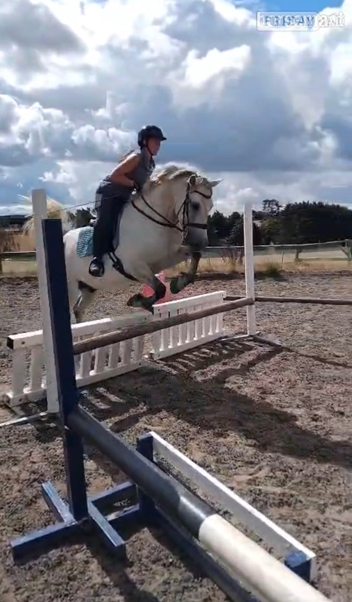 Kidderminster "Monty " Dapple Grey Gelding All Rounder