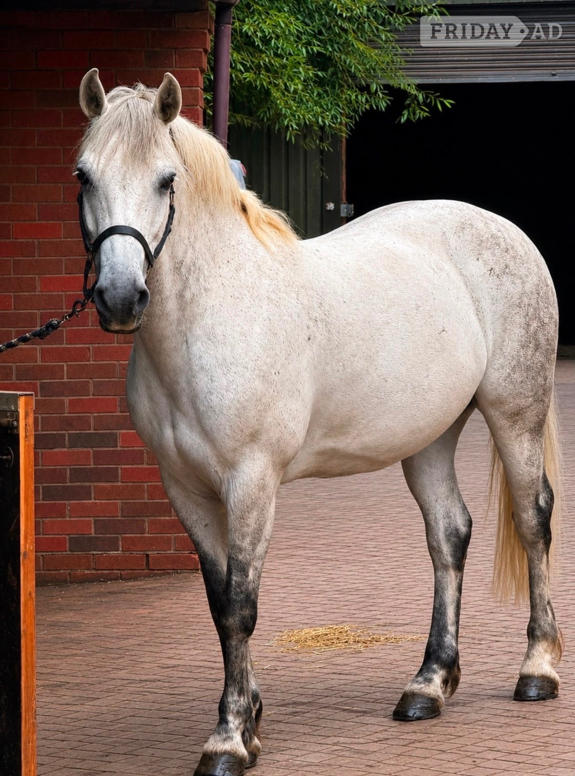 "Monty " Dapple Grey Gelding All Rounder - Horses in Kidderminster