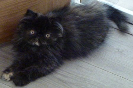 GCCF Registered Female Persian Kitten