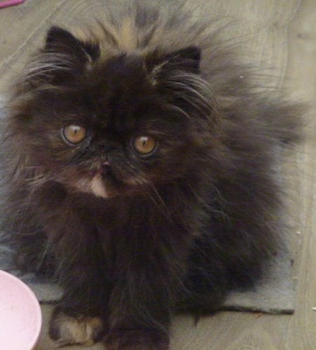 Chippenham GCCF Registered Female Persian Kitten