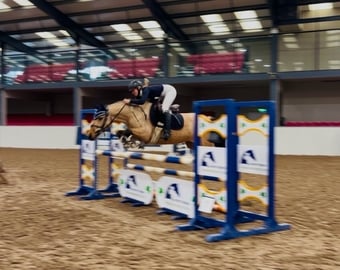 "Cheerio: stunning ultimate ponyclub allrounder for ride &amp; drive" Dun Mare Schoolmaster