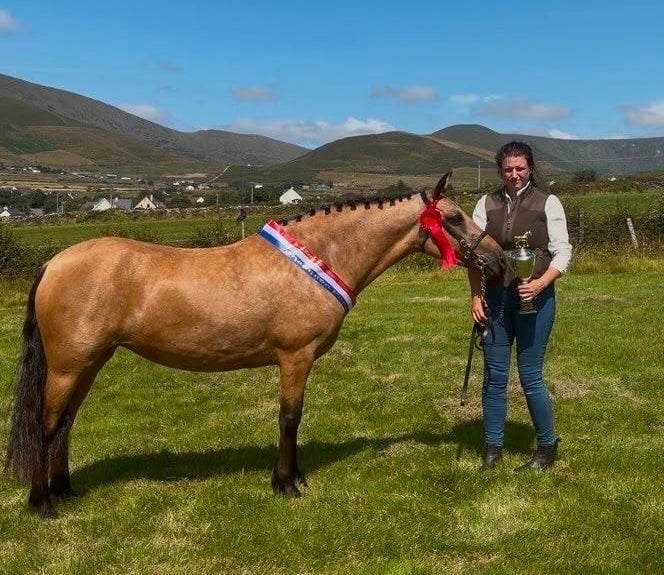 "Cheerio: stunning ultimate ponyclub allrounder for ride &amp; drive" Dun Mare Schoolmaster