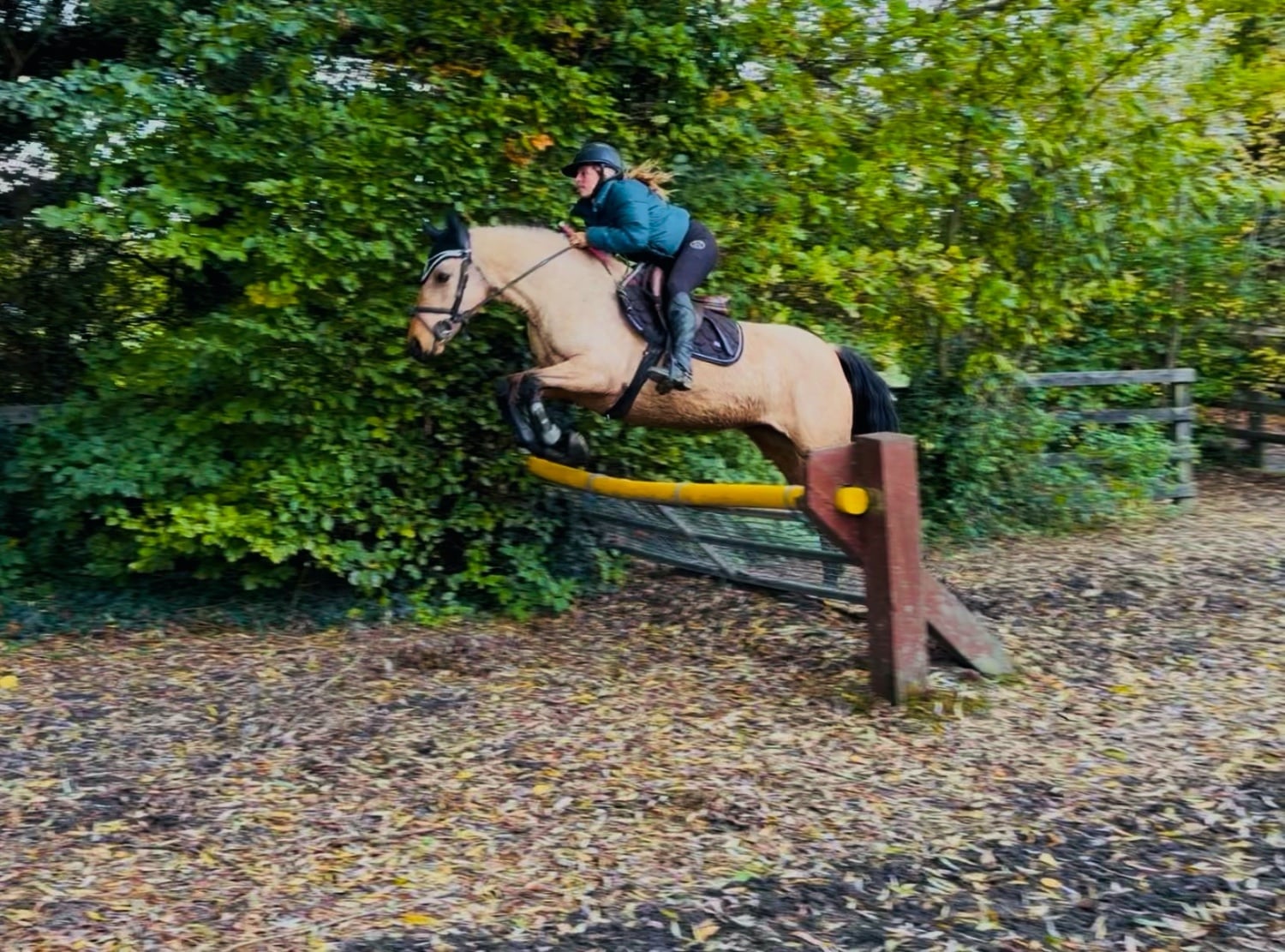 "Cheerio: stunning ultimate ponyclub allrounder for ride &amp; drive" Dun Mare Schoolmaster - Horses in Raheen