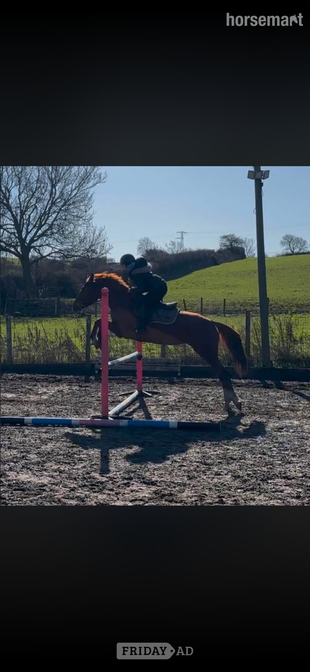 "Electra" Chestnut Mare All Rounder in Sunderland