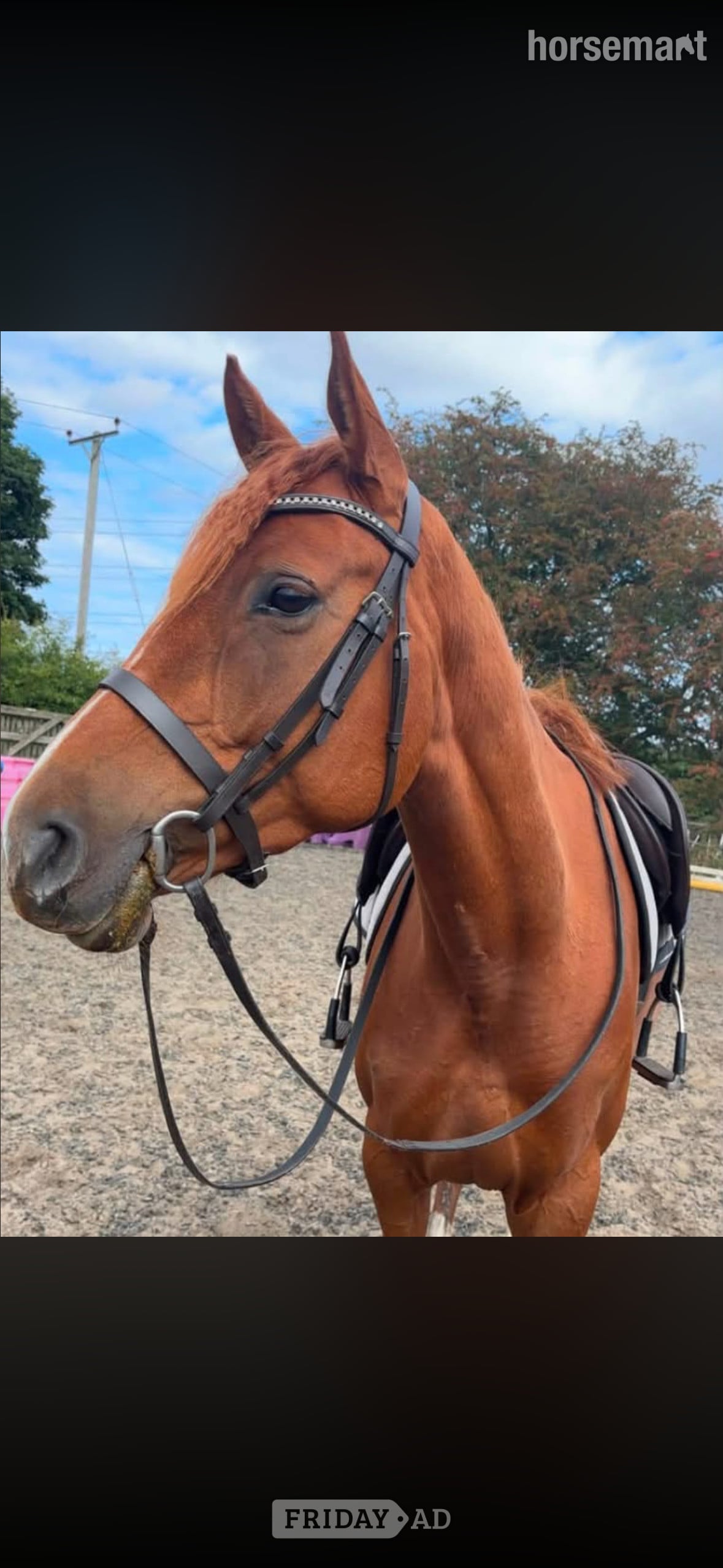 "Electra" Chestnut Mare All Rounder