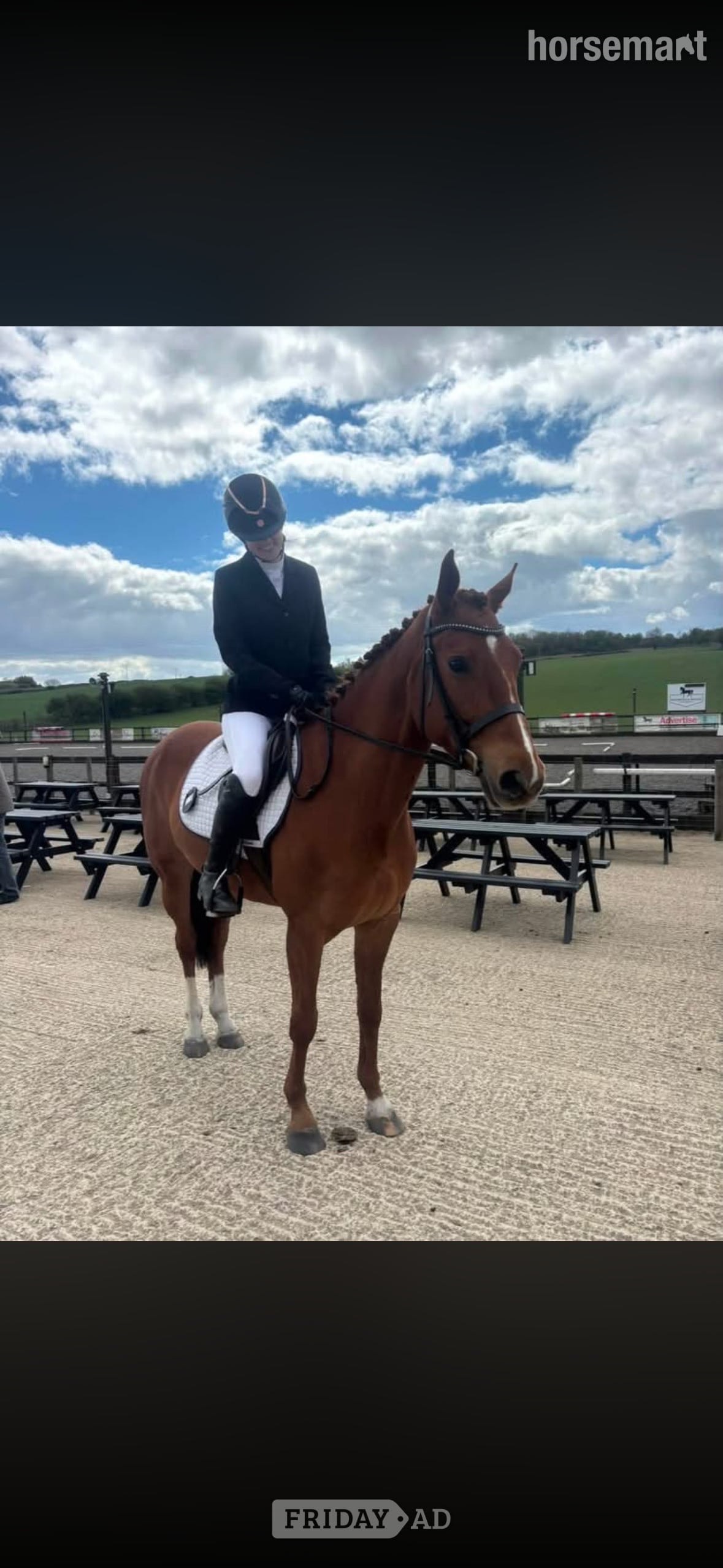 Sunderland "Electra" Chestnut Mare All Rounder