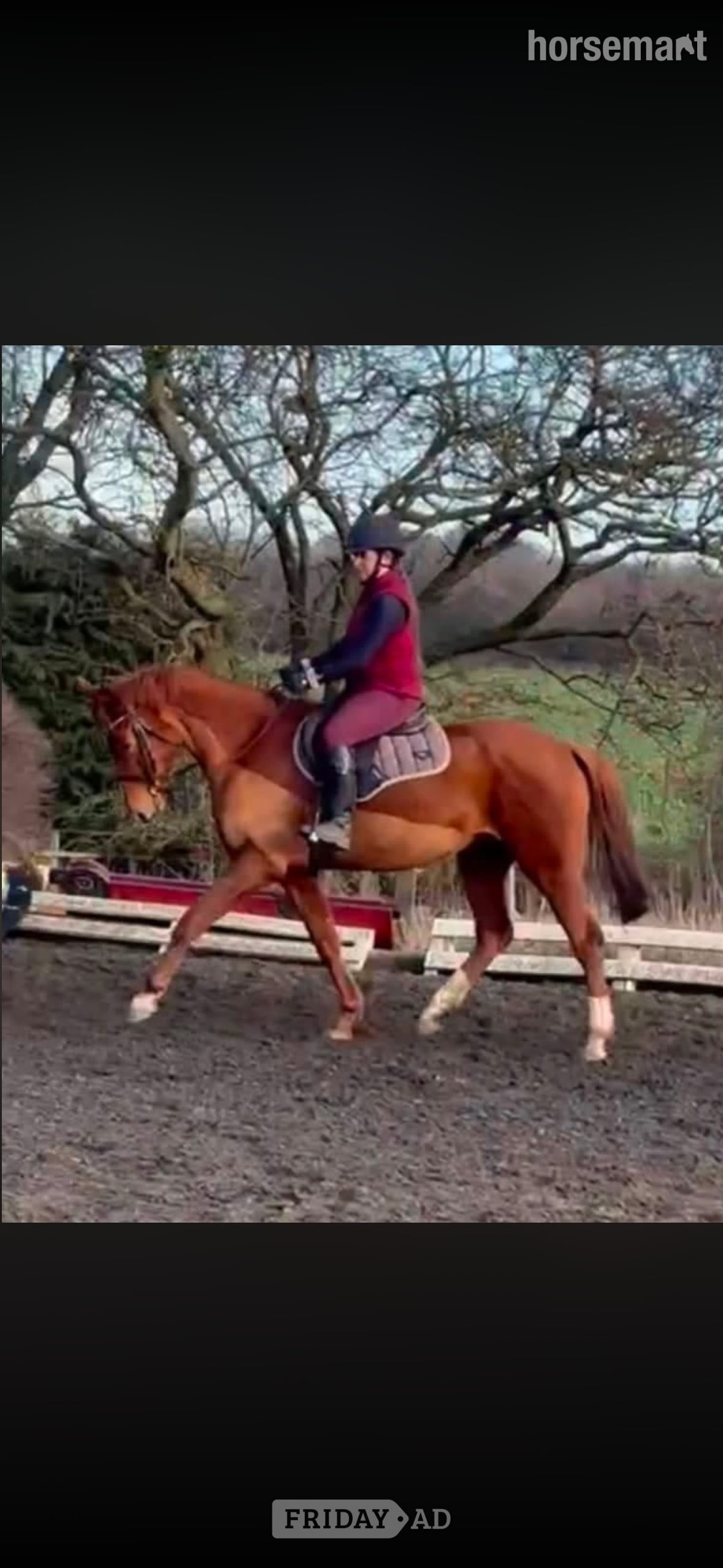 "Electra" Chestnut Mare All Rounder - Horses in Sunderland