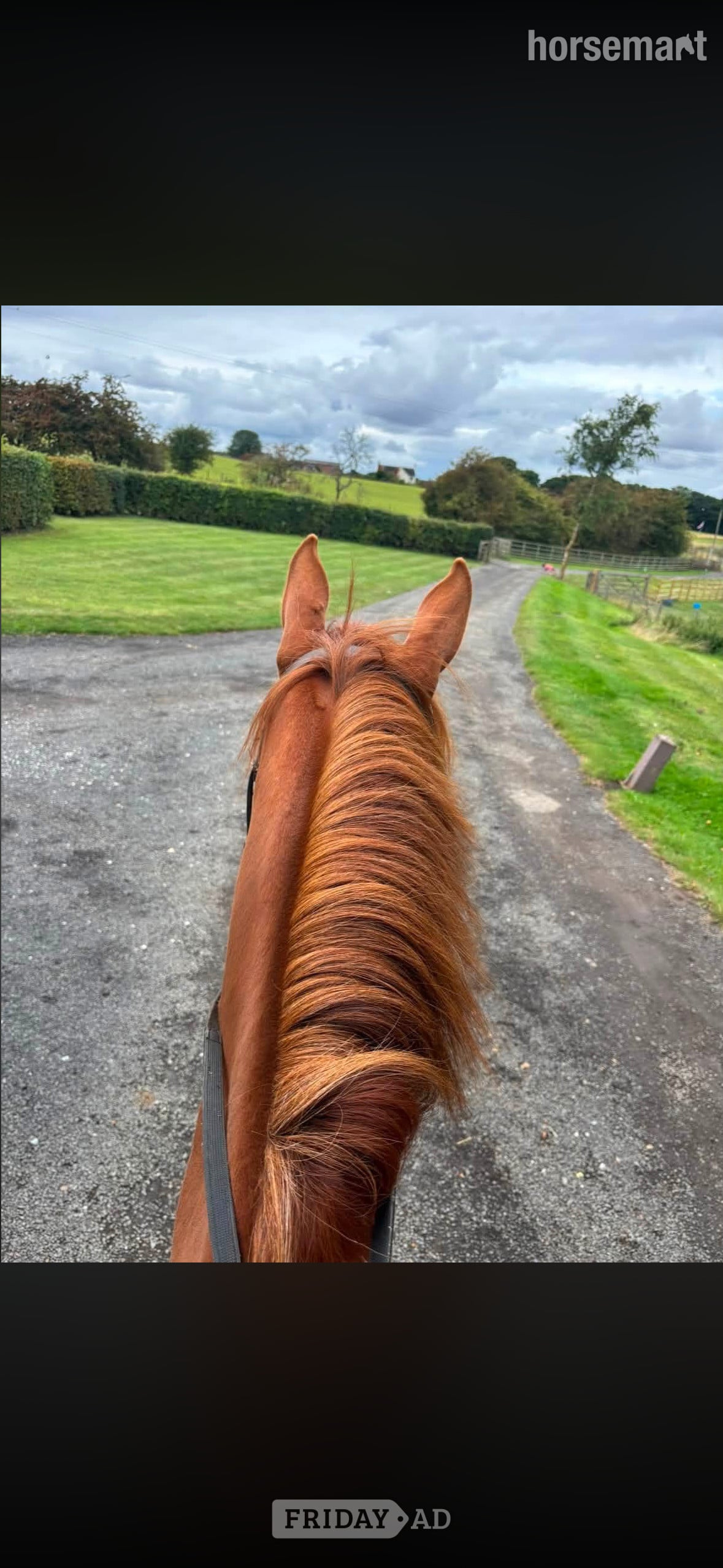 "Electra" Chestnut Mare All Rounder - Horses