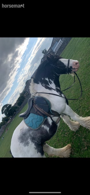 "Rocky " Piebald Gelding Cob/Heavy Horse