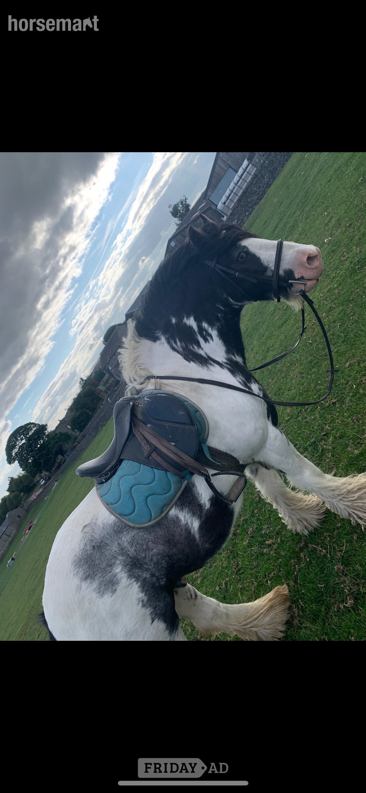 "Rocky " Piebald Gelding Cob/Heavy Horse in Buxton