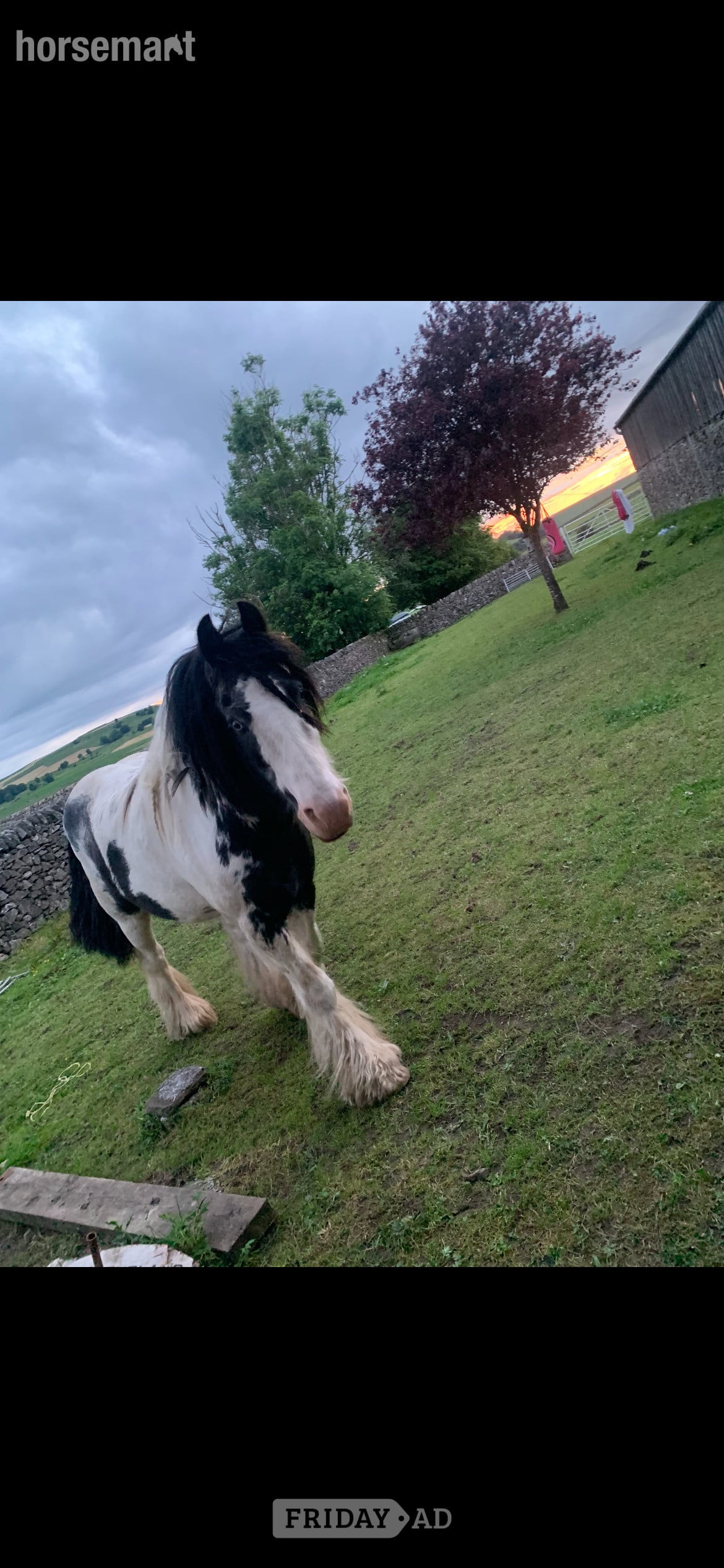 "Rocky " Piebald Gelding Cob/Heavy Horse