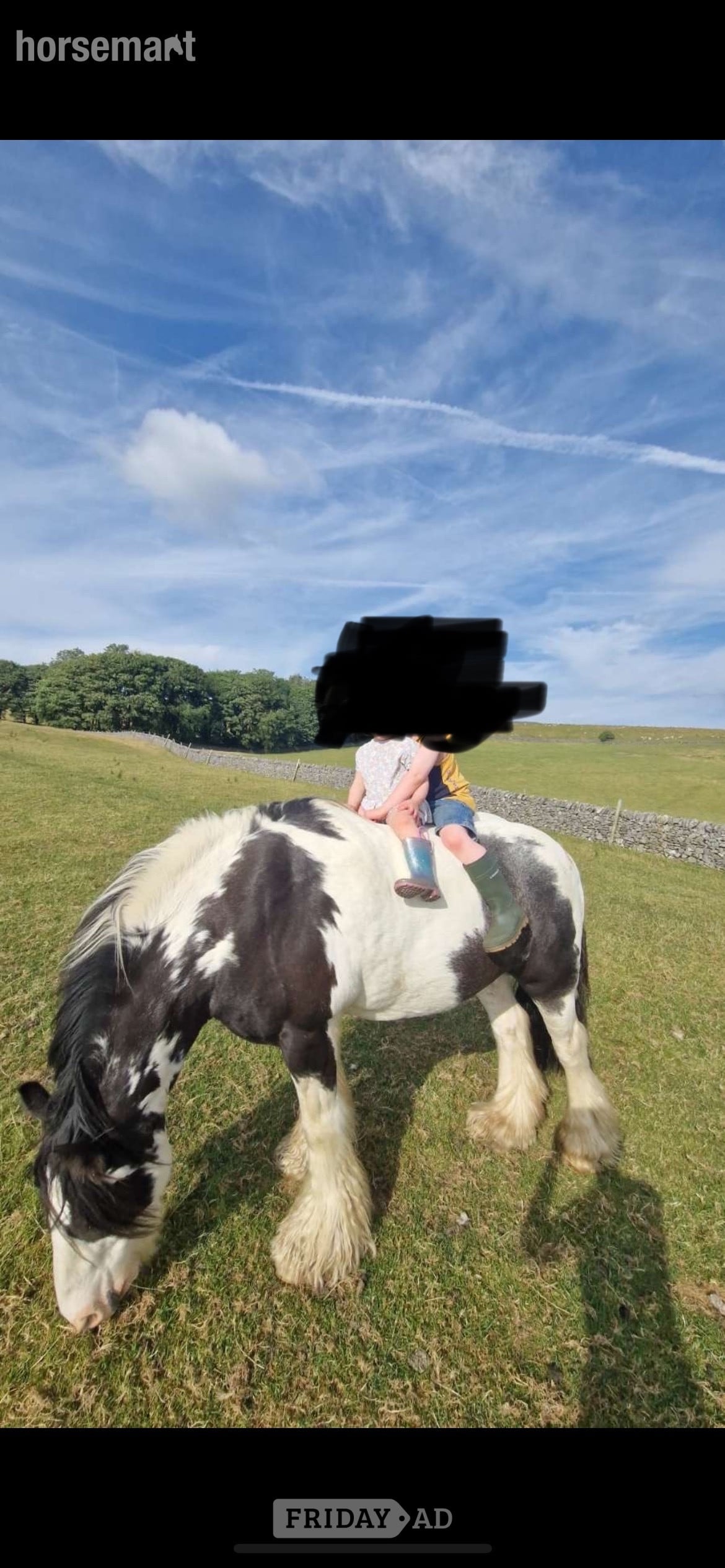 Buxton "Rocky " Piebald Gelding Cob/Heavy Horse