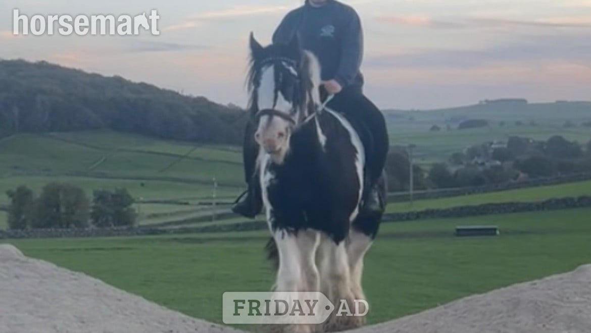"Rocky " Piebald Gelding Cob/Heavy Horse - Horses in Buxton