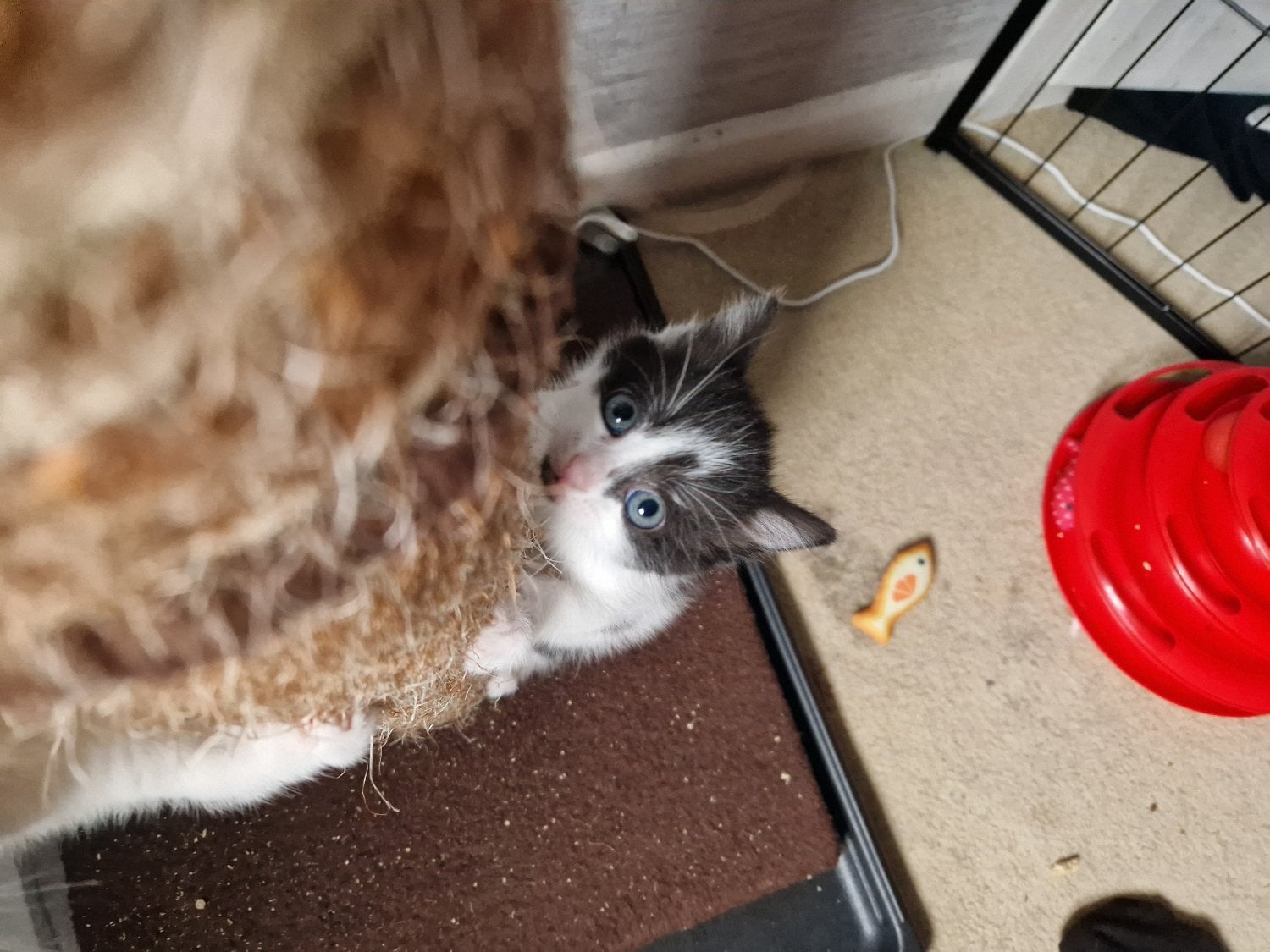 Beautiful tabby white kittens and black and white with tabby mark