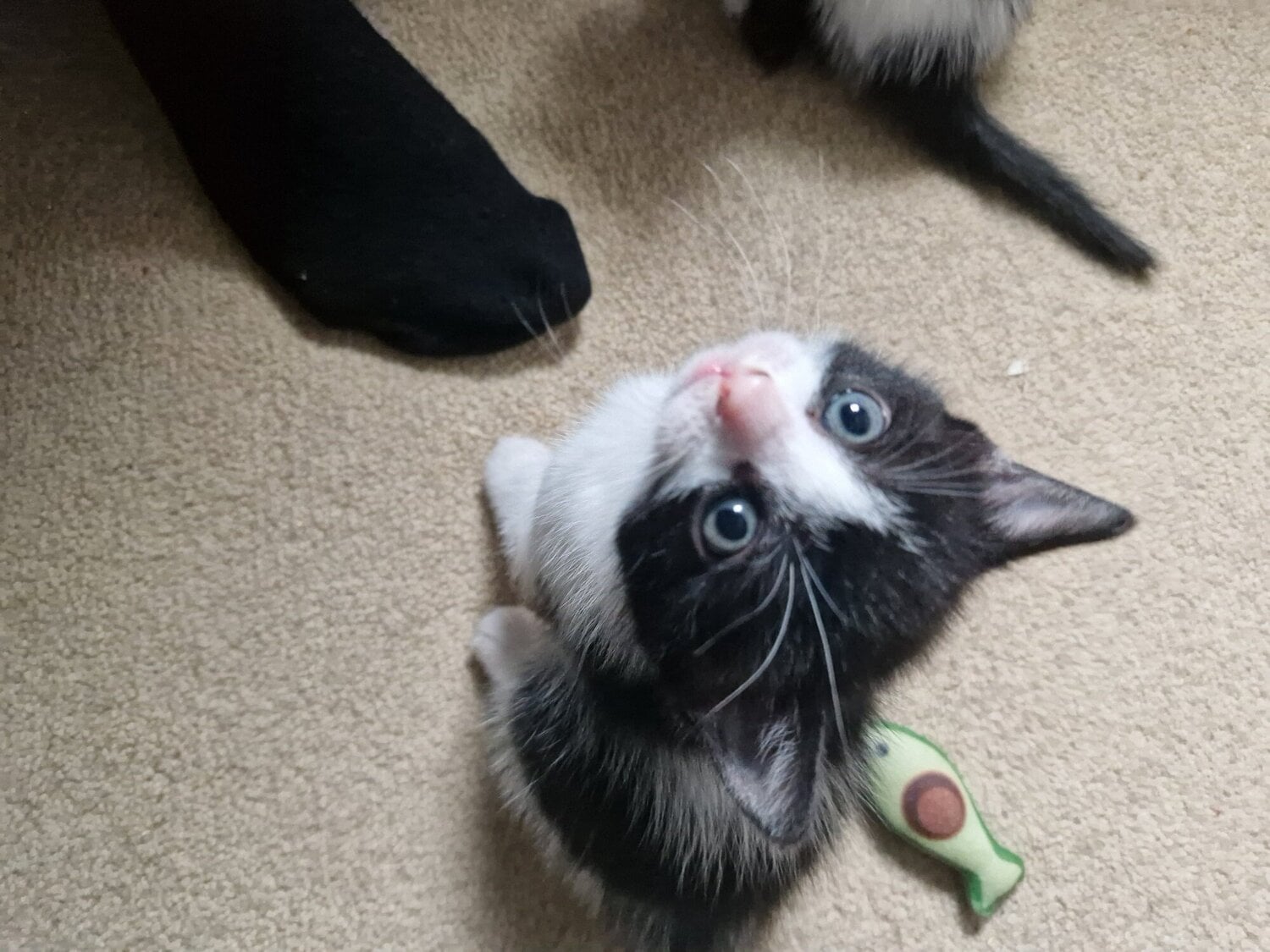 Ormskirk Beautiful tabby white kittens and black and white with tabby mark