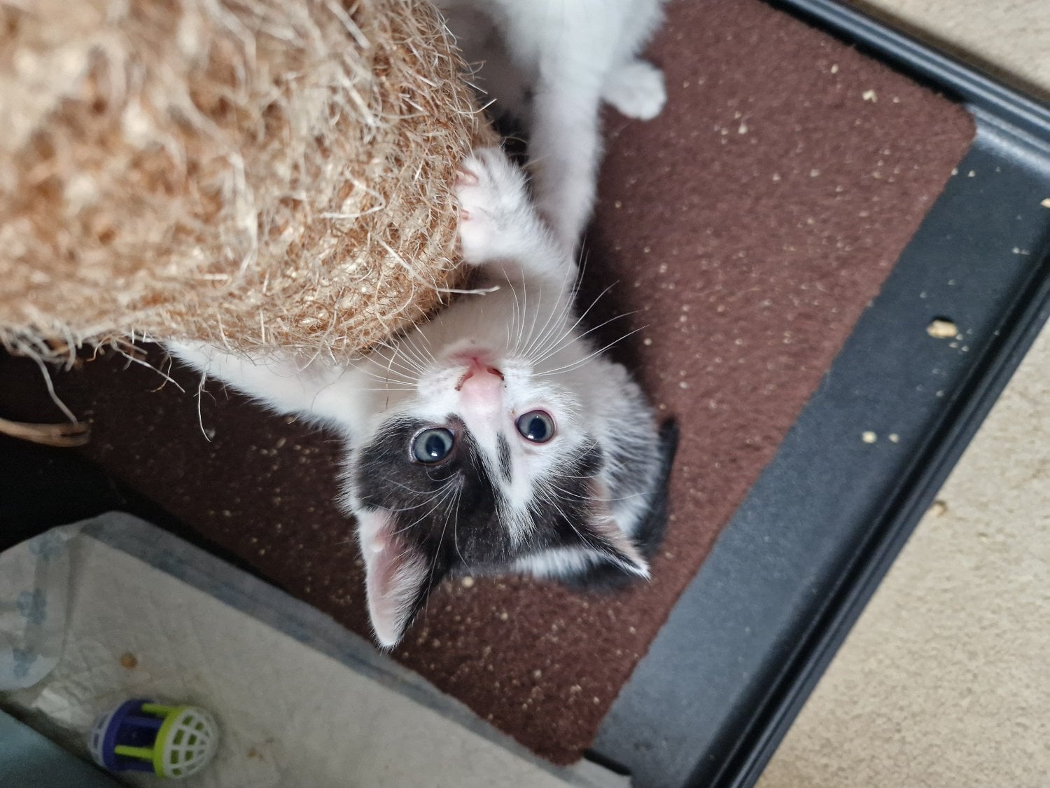 Beautiful tabby white kittens and black and white with tabby mark - Cats & Kittens in Ormskirk