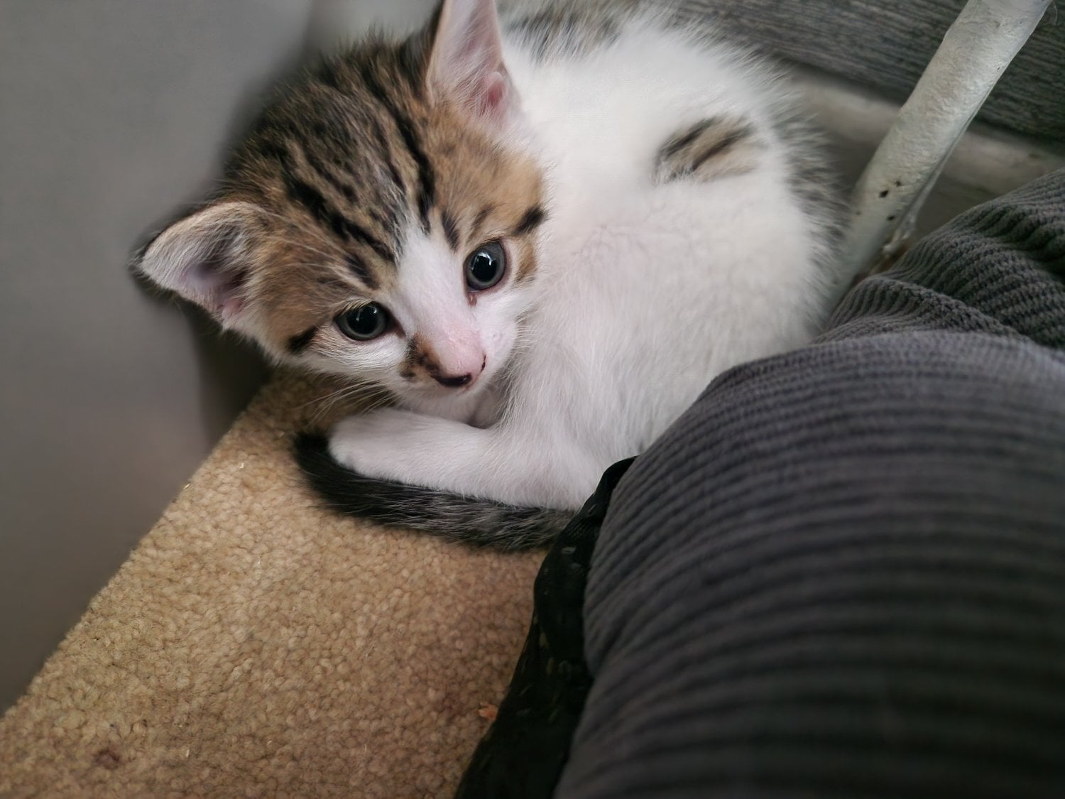 Beautiful tabby white kittens and black and white with tabby mark - Cats & Kittens
