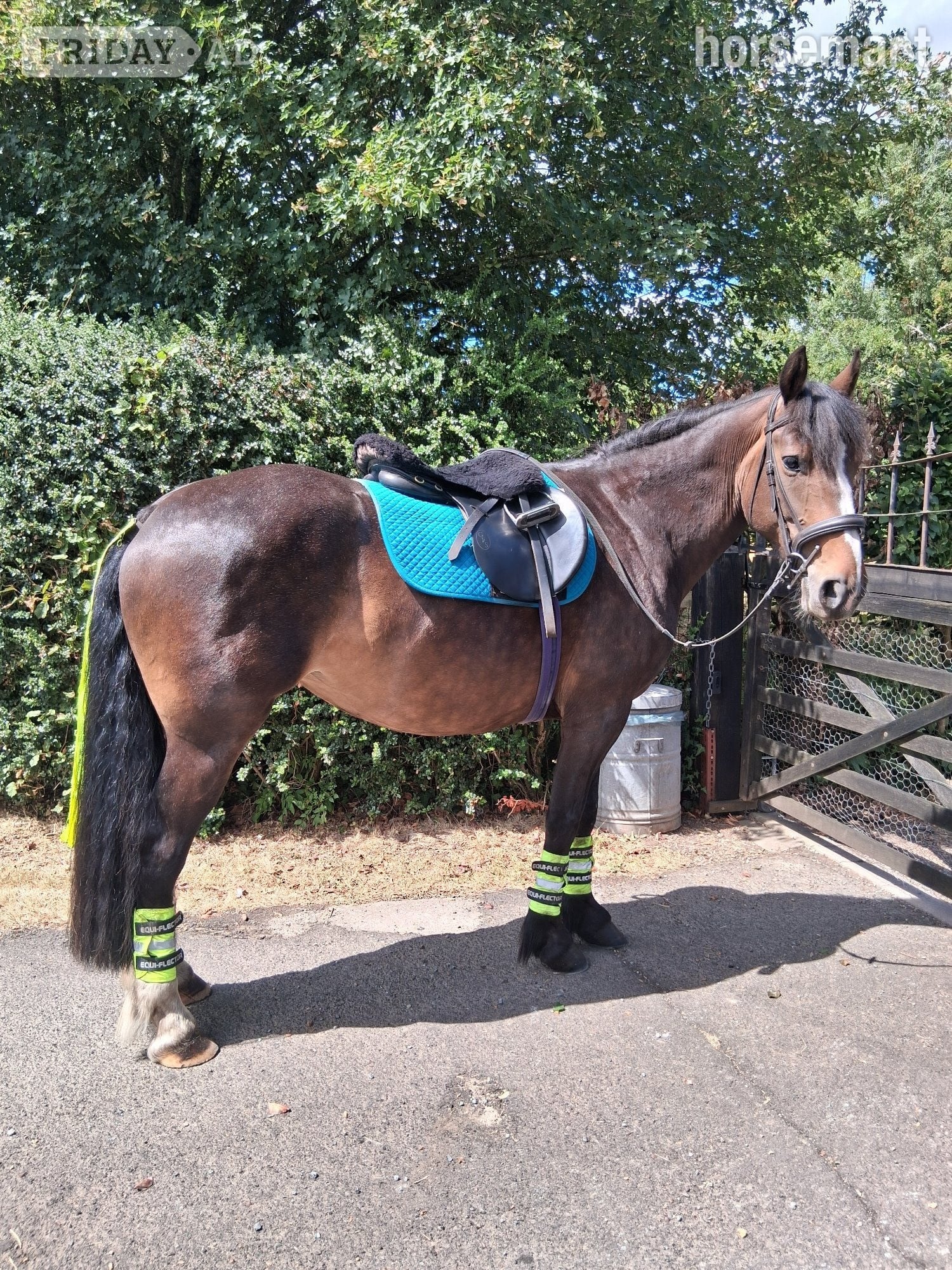 "Lulu" Bay Mare All Rounder in Kidderminster