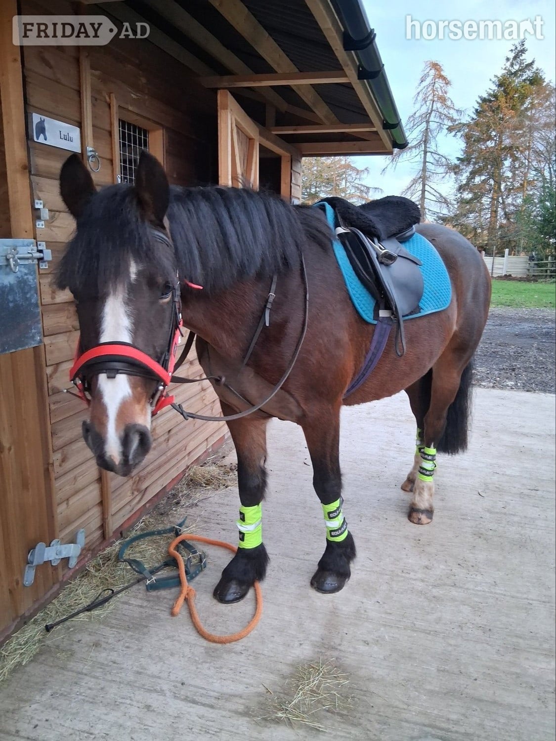 "Lulu" Bay Mare All Rounder