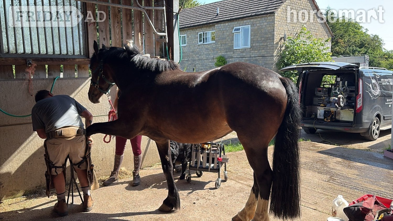 "Lulu" Bay Mare All Rounder - Horses in Kidderminster