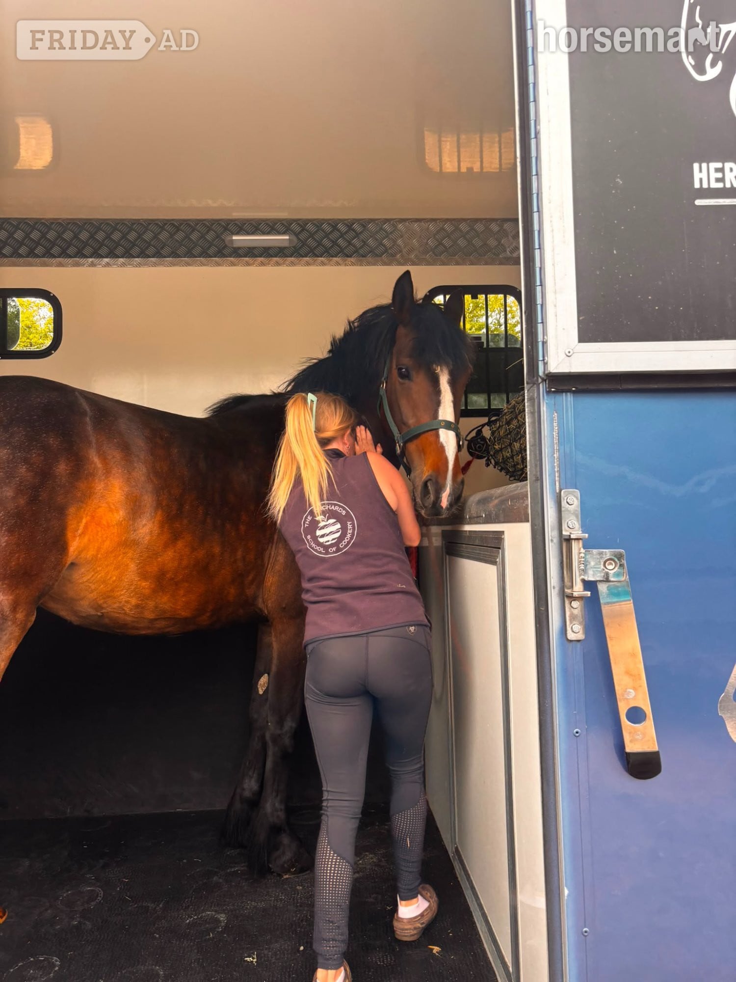 "Lulu" Bay Mare All Rounder - Horses