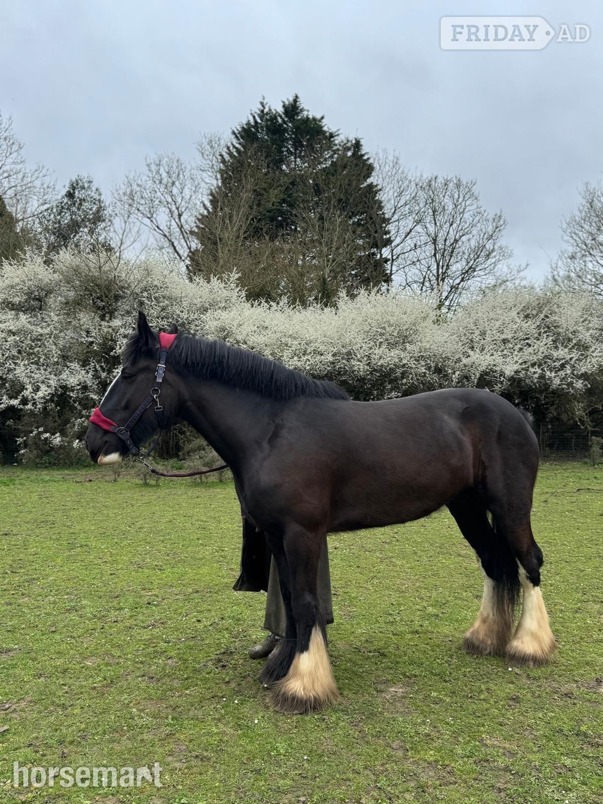 "Diana" Black Mare Cob/Heavy Horse - Horses