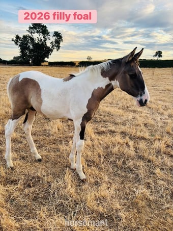 "Gabriella " Tobiano Filly Youngstock / Foal