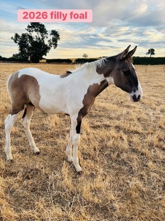 "Gabriella " Tobiano Filly Youngstock / Foal