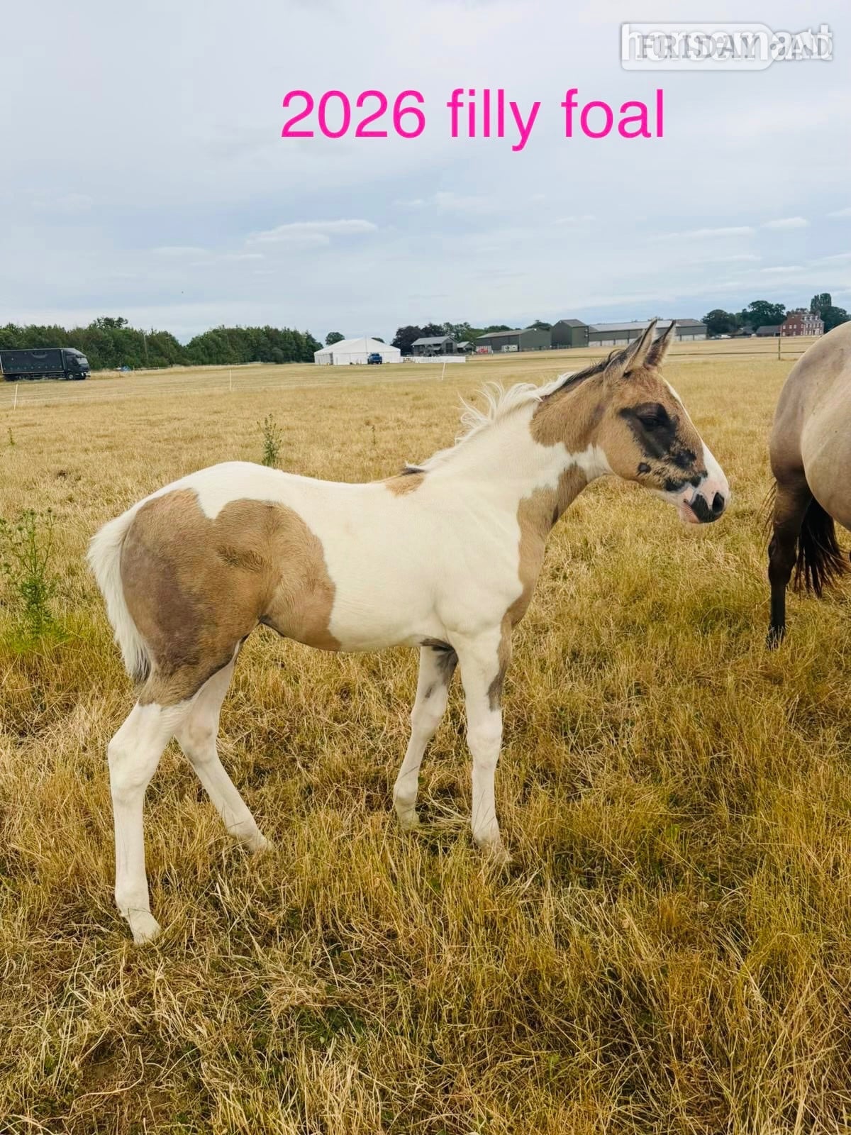 "Gabriella " Tobiano Filly Youngstock / Foal in Shrewsbury