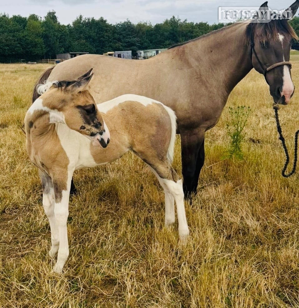 "Gabriella " Tobiano Filly Youngstock / Foal
