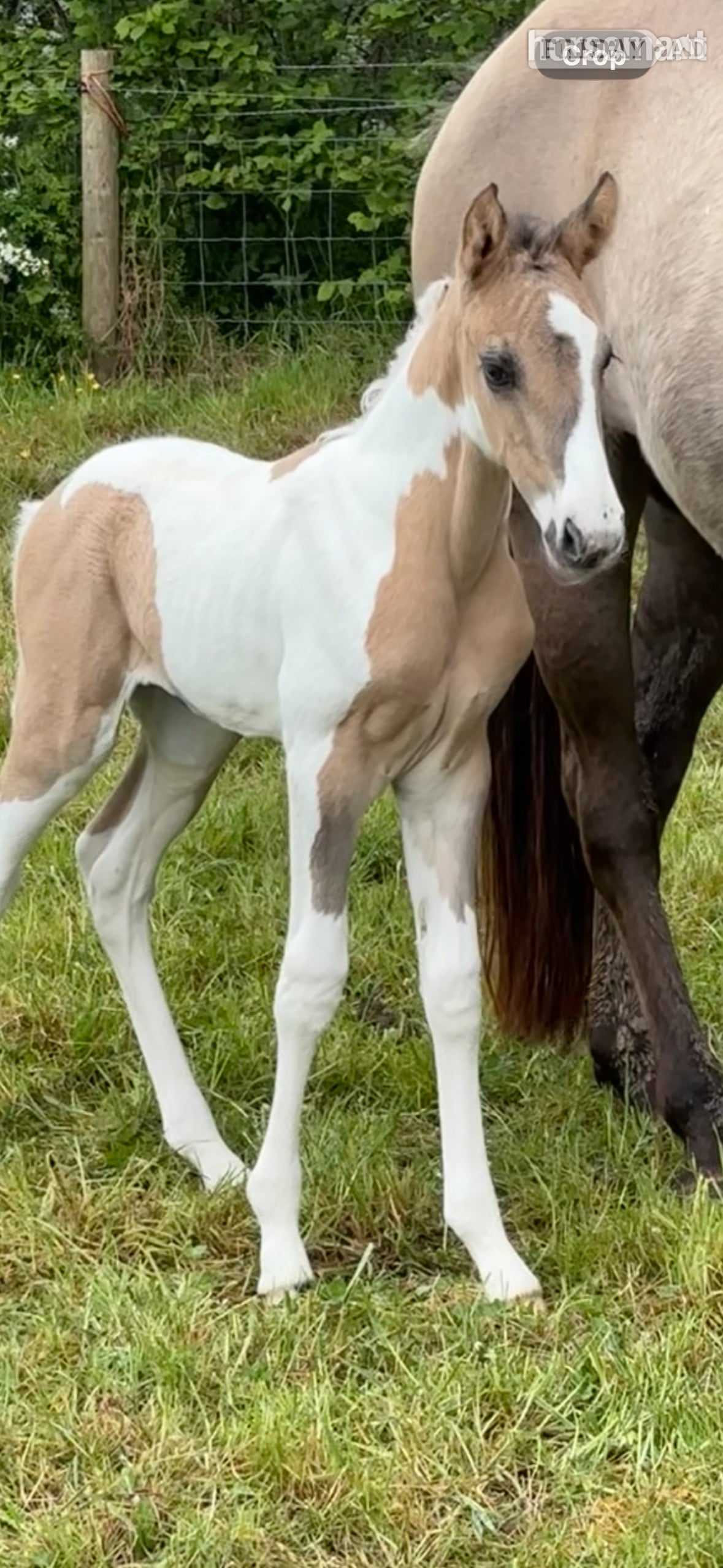 "Gabriella " Tobiano Filly Youngstock / Foal - Horses in Shrewsbury