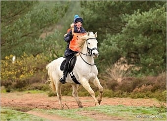 "mayday Dan" Grey Gelding Riding Club Horse