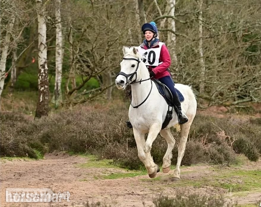 Oxted "mayday Dan" Grey Gelding Riding Club Horse