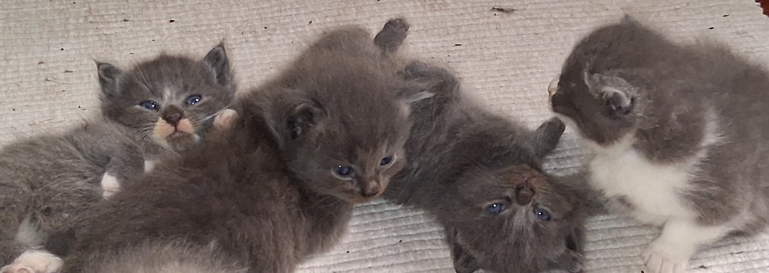 Longhaired British Shorthaired Blue ClC w Longhaired British Blue