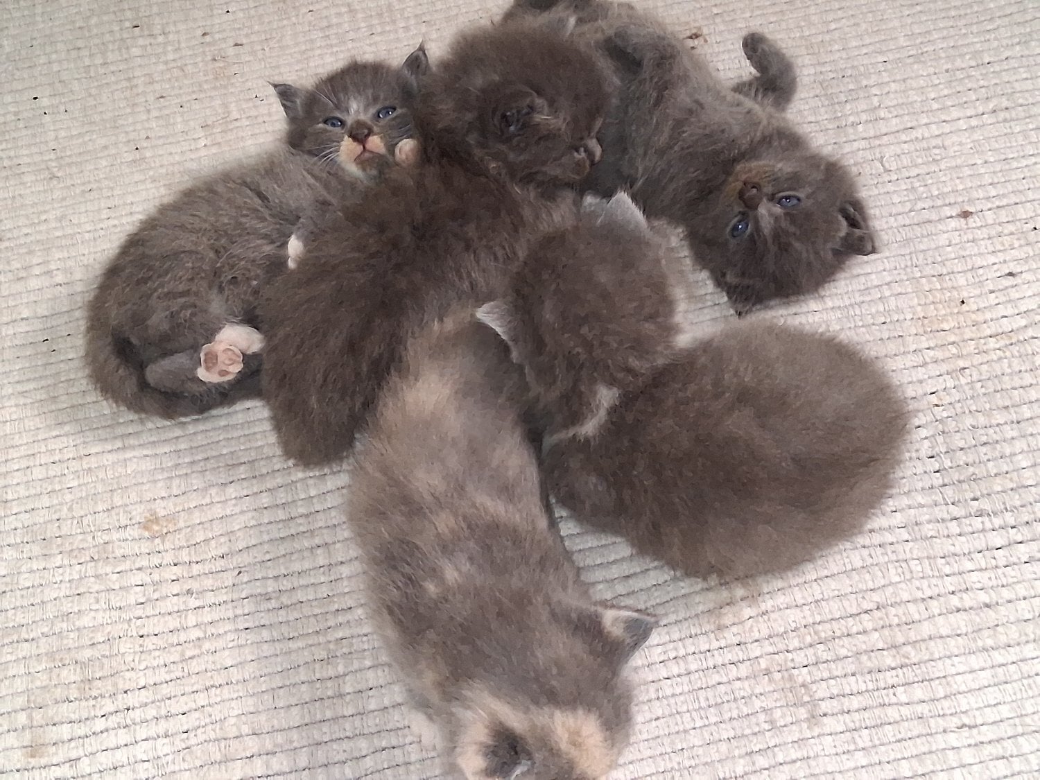 Chichester Longhaired British Shorthaired Blue ClC w Longhaired British Blue