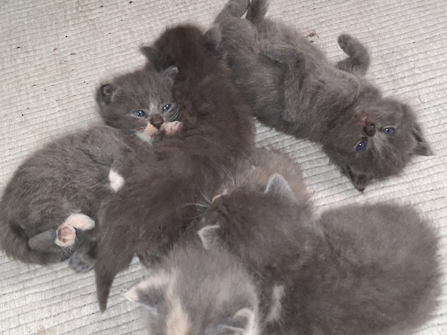 Longhaired British Shorthaired Blue ClC w Longhaired British Blue - Cats & Kittens