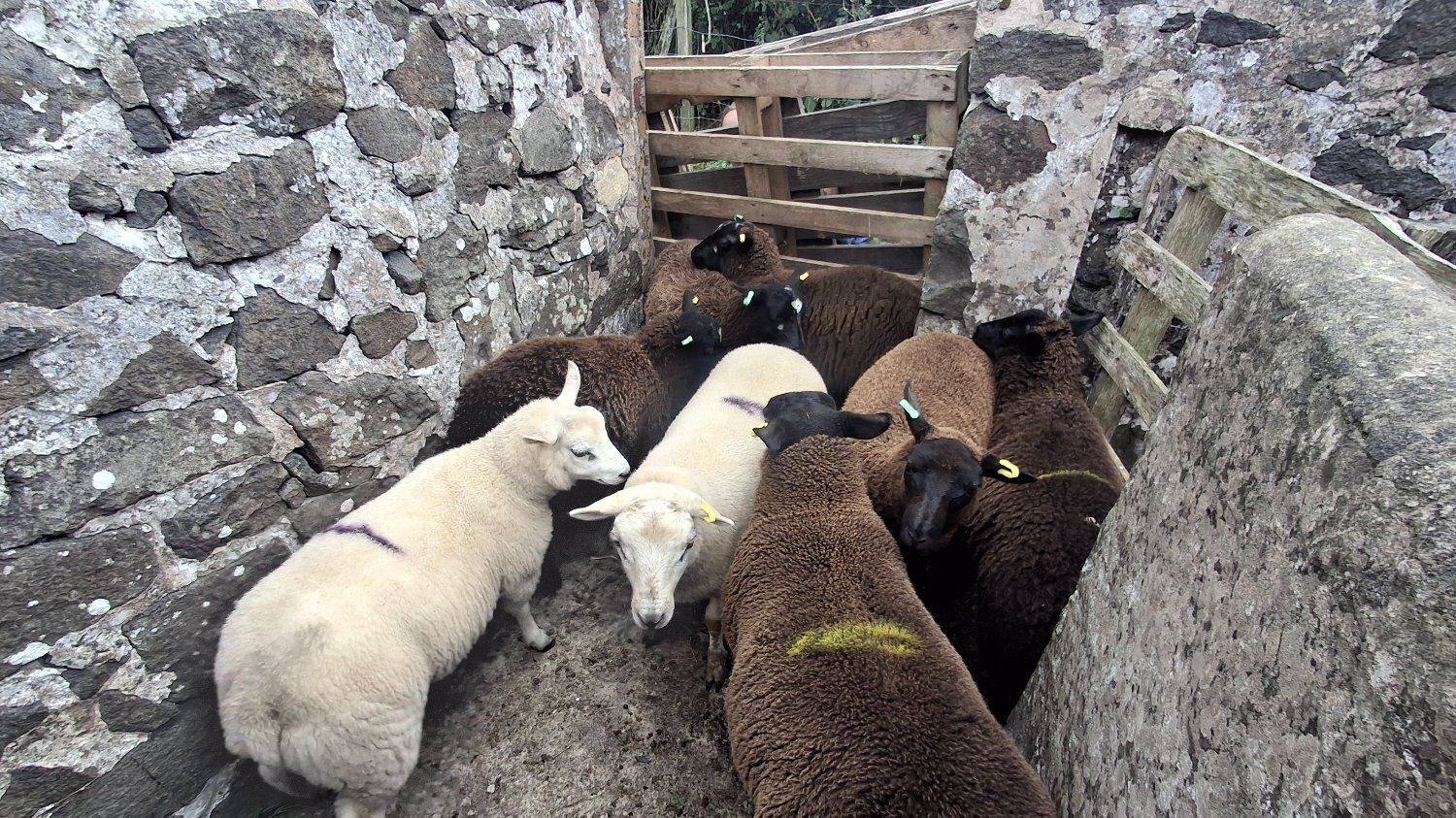 Peat Inn Finishing Lambs Shetland/Cross BlueTex (16)