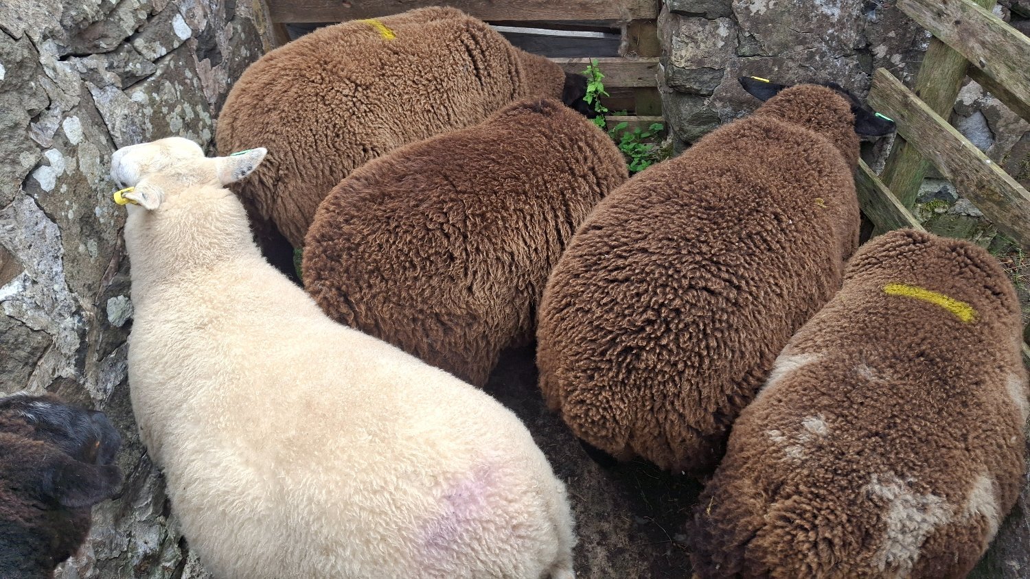 Finishing Lambs Shetland/Cross BlueTex (16) - Livestock in Peat Inn