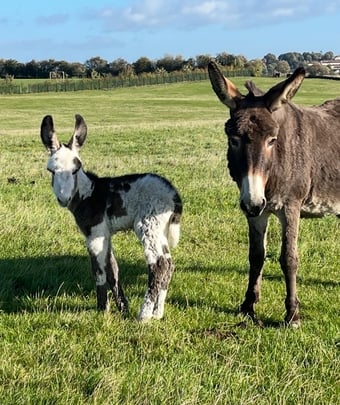"Donkey Mare Emerry And Her gorgeous Foal" Brown Mare Companion Horse
