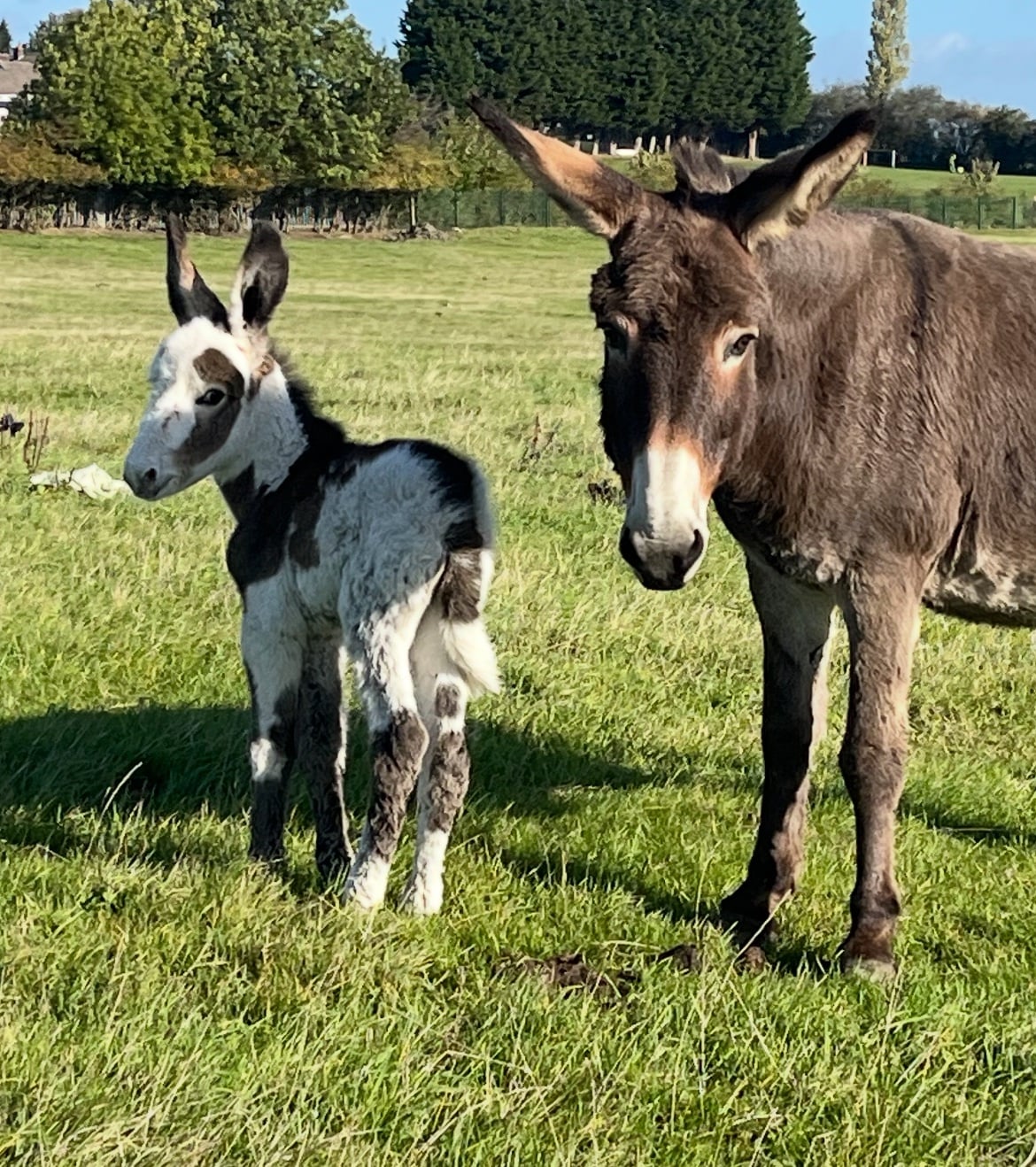 "Donkey Mare Emerry And Her gorgeous Foal" Brown Mare Companion Horse